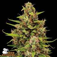 SeedStockers Seeds Tropical Zmoothie AUTO