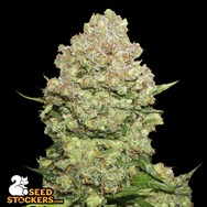 SeedStockers Seeds White Widow