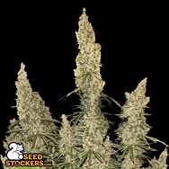 SeedStockers Seeds White Widow Auto