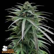 SeedStockers Seeds Zmakdaun