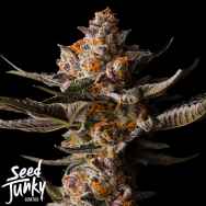 Seed Junky Apple Straws