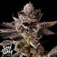 Seed Junky Bubble Gum Burst