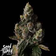 Seed Junky Cake Straws