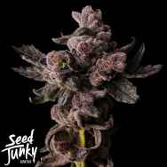 Seed Junky Cosmic Poprocks