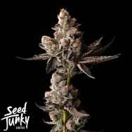 Seed Junky Fruity Bubbles