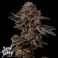 Seed Junky Permanent Marker S1