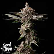 Seed Junky Straw Burst