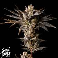 Seed Junky Wild Burst