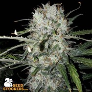 SeedStockers Seeds BCN Critical XXL AUTO