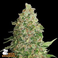 SeedStockers Seeds BCN Critical XXL