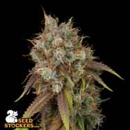 SeedStockers Seeds Black Rainbow