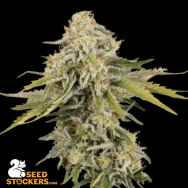 SeedStockers Seeds Black Rainbow AUTO