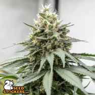 SeedStockers Seeds Blackberry Gum