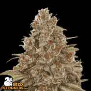 SeedStockers Seeds Blackberry Gum AUTO