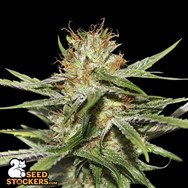 SeedStockers Seeds CBD Critical XXL