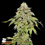 SeedStockers Seeds Cookies and Cream