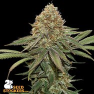 SeedStockers Seeds Fruit Cake