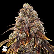 SeedStockers Seeds Gelato 41