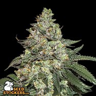 SeedStockers Seeds Girl Scout Cookies AUTO