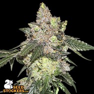 SeedStockers Seeds Girl Scout Cookies