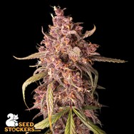 SeedStockers Seeds Purple Punch AUTO