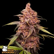 SeedStockers Seeds Purple Punch