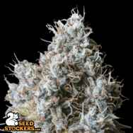 SeedStockers Seeds Rucu Cucu OG