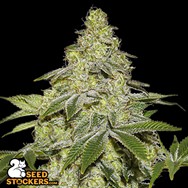 SeedStockers Seeds Sherbet AUTO