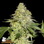 SeedStockers Seeds Sherbet