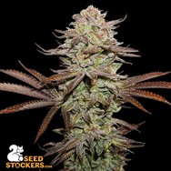 SeedStockers Seeds Sticky Fingers AUTO