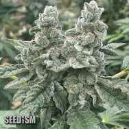 Seedism Seeds Kush Valley Cookies