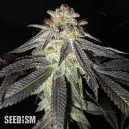 Seedism Seeds Kush Valley Gelato