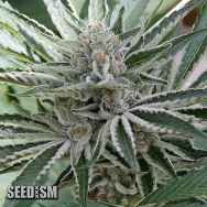 Seedism Seeds Sour Candy Razzlez