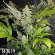 Seedism Seeds Sweet Lemon Razzlez