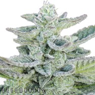 Seedmakers Seeds Superkush