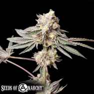 Seeds of Anarchy Slurpicle