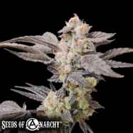 Seeds of Anarchy Spritzade