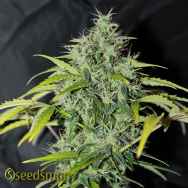 Seedsman Seeds Amnesia