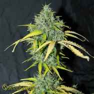 Seedsman Seeds Auto Amnesia