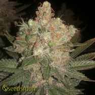 Seedsman Seeds Black Sugar