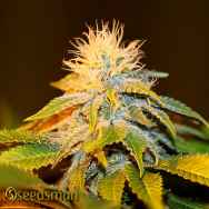 Seedsman Seeds Bubba Kush