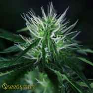 Seedsman Seeds Doctor Seedsman CBD 30:1