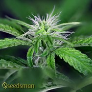 Seedsman Seeds Peyote Forum