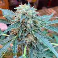 Seedsman Seeds Seedsman CBG #1