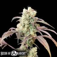 Seeds of Anarchy Gorgon
