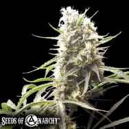 Seeds of Anarchy Gunk