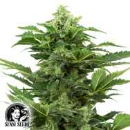 Sensi Seeds Research Afghan Pearl CBD AUTO