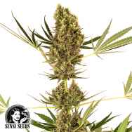 Sensi Seeds Alpine Delight CBD AUTO