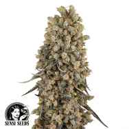 Sensi Seeds Atomic Blue Dream