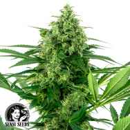 Sensi Seeds Research Banana Frosting